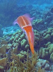 pictuer taken of a squid - Dive site is The Lake - THe sq... by Carolyn Frankhauser 